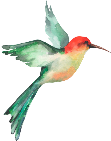 Flying Hummingbird Watercolor